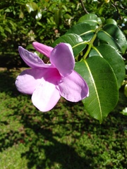 Cryptostegia grandiflora