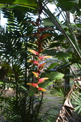 Heliconia platystachys