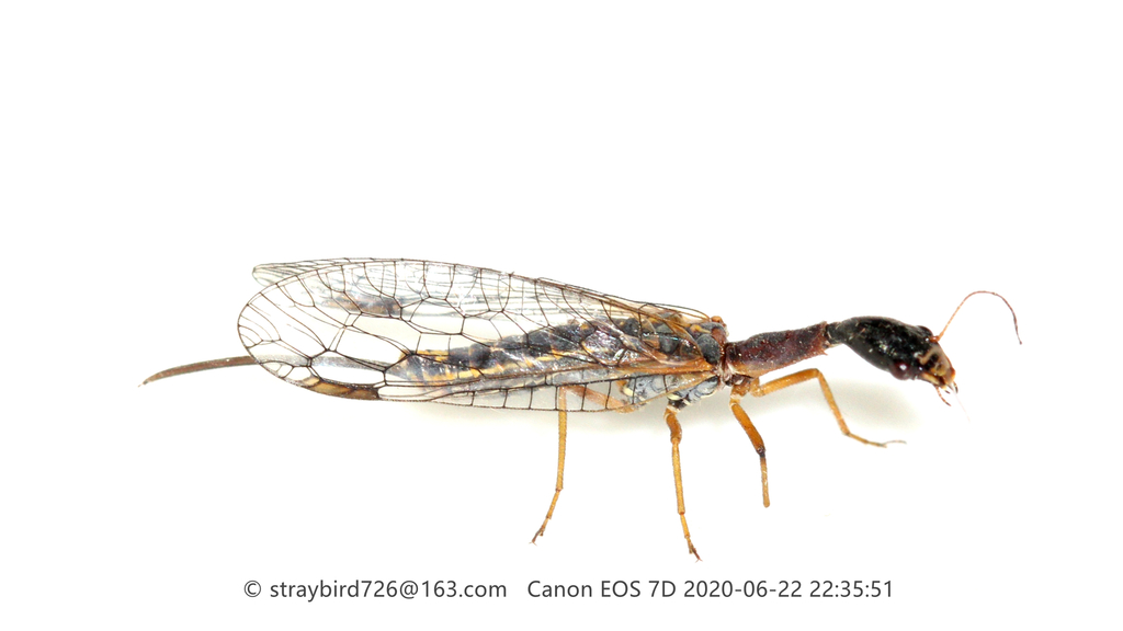 Mongoloraphidia