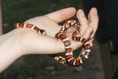 Lampropeltis knoblochi