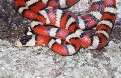 Lampropeltis knoblochi