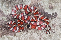 Lampropeltis knoblochi