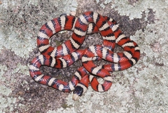 Lampropeltis knoblochi
