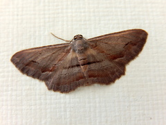 Hypomecis pallidiscaria