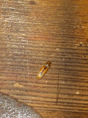 Conoderus vespertinus