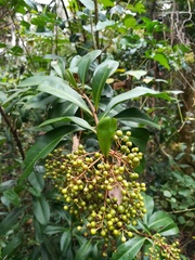 Ardisia escallonioides image