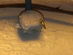 Colladonus clitellarius