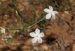 Ipomopsis longiflora australis