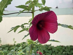 Hibiscus radiatus