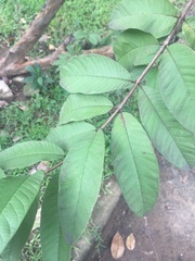Psidium guajava