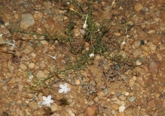 Ipomopsis longiflora australis