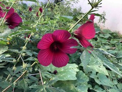 Hibiscus radiatus