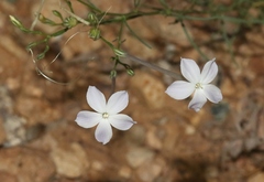 Ipomopsis longiflora australis