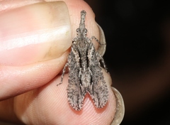 Scolopsella reticulata