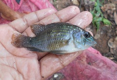 Blue Acara photo 4