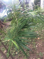 Podocarpus macrophyllus