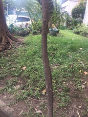 Podocarpus macrophyllus