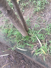 Podocarpus macrophyllus