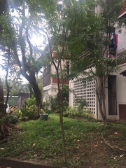 Podocarpus macrophyllus