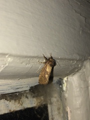 Acrolophinae