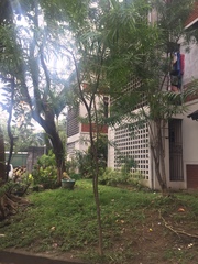 Podocarpus macrophyllus