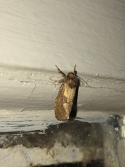 Acrolophinae