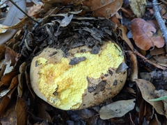 Butyriboletus persolidus