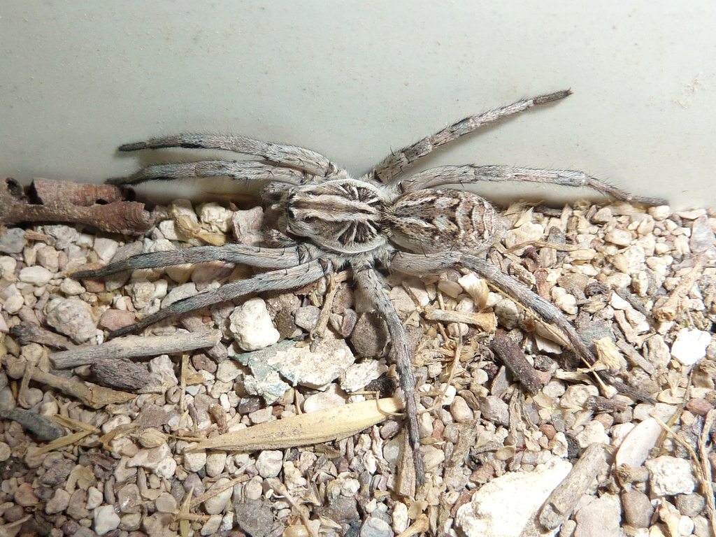 Lycosa leucophthalma