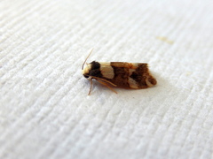 Thallarcha phalarota