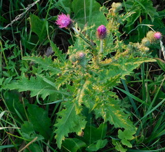 Carduus crispus