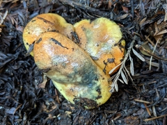 Suillus ponderosus