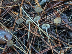 Mycena clavicularis
