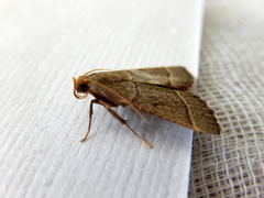 Hypsopygia decoloralis