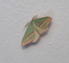 Chlorerythra rubriplaga