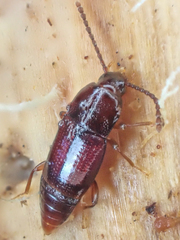 Trigonurus