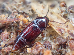 Trigonurus