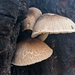 Pluteus punctatus - Photo (c) Christian Schwarz, some rights reserved (CC BY-NC), uploaded by Christian Schwarz