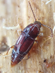 Trigonurus