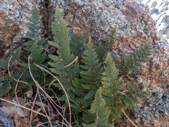 Myriopteris covillei