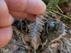 Myriopteris covillei