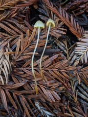 Mycena aurantiomarginata