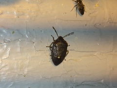 Pentatomini
