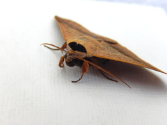 Ophyx ochroptera