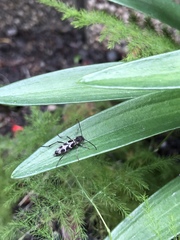 Perissus kankauensis