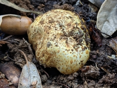 Cortinarius ponderosus