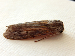 Capusa cuculloides
