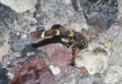 Trichodes peninsularis