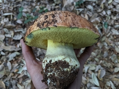 Butyriboletus persolidus