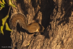 Sciurus niger limitis