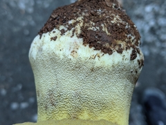 Butyriboletus persolidus